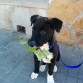 este es Breo lo tenemos hace 2 meses lo adoptamos en una protectora de animales tiene 4 meses y pesa 19 kg